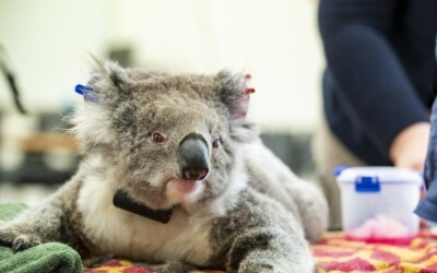 Koala-The-Free-Media